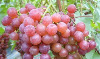 葡萄一共有多少品种 葡萄有哪些品种